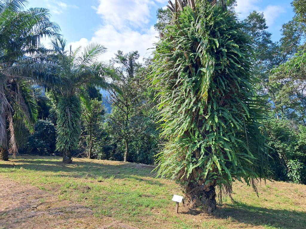 仁山植物園的圖片：第26張照片