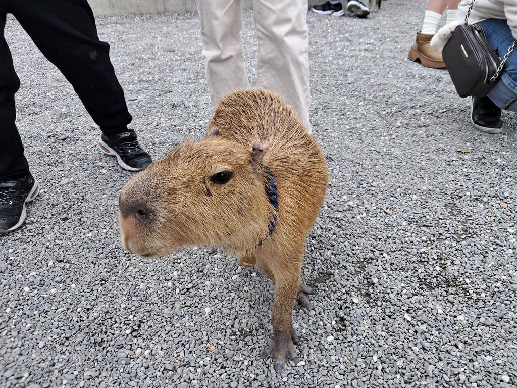 宜蘭斑比山丘的圖片：第15張照片