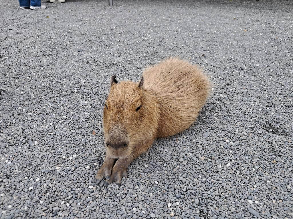 宜蘭斑比山丘的圖片：第17張照片