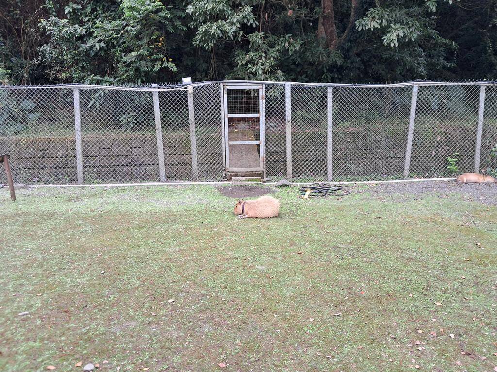 宜蘭斑比山丘的圖片：第18張照片