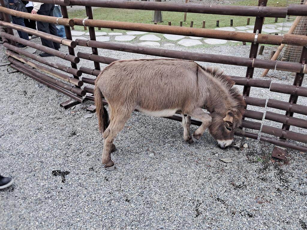 宜蘭斑比山丘的圖片：第19張照片