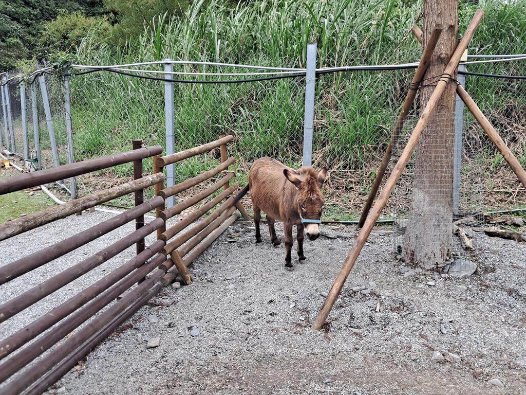 宜蘭斑比山丘的圖片：第22張照片