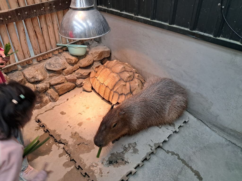 回巢農場的圖片：第6張照片