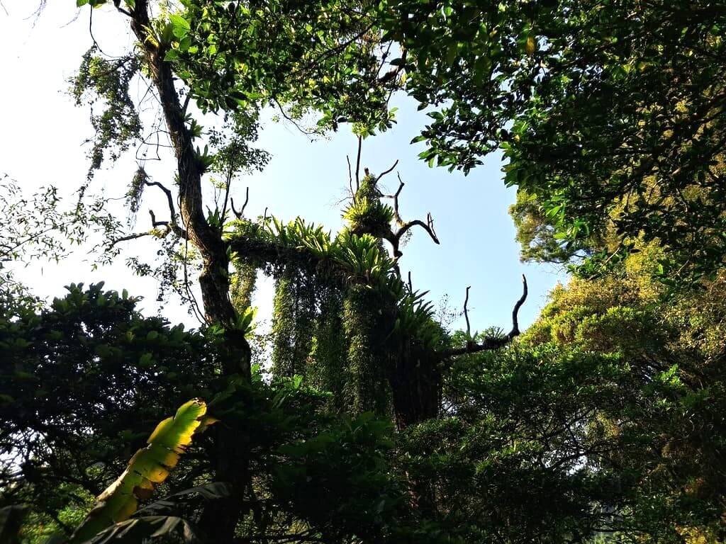 百吉林蔭步道的圖片：第5張照片