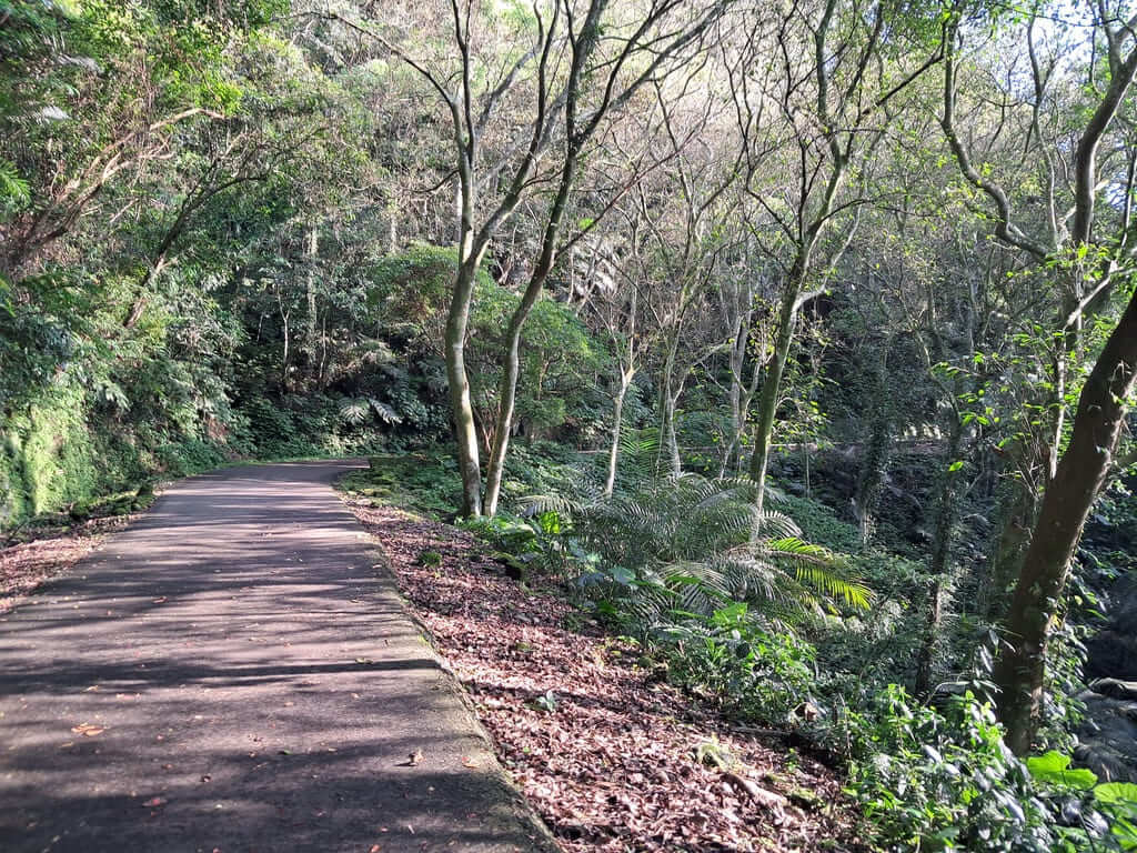 百吉林蔭步道的圖片：第17張照片