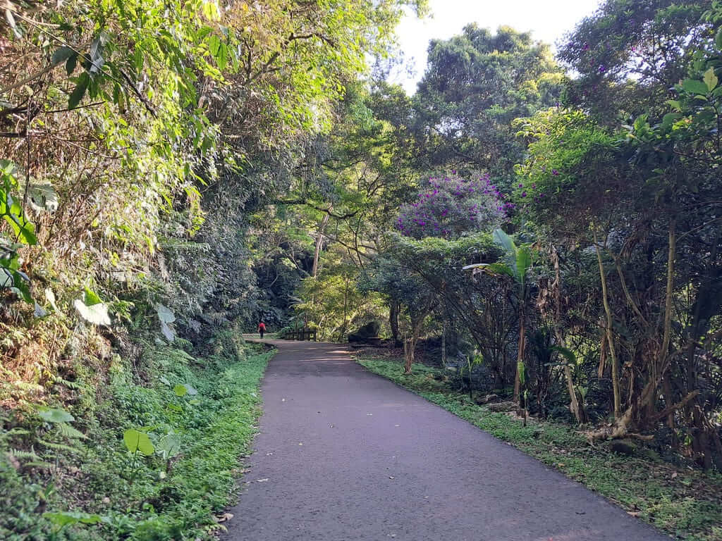 百吉林蔭步道的圖片：第19張照片