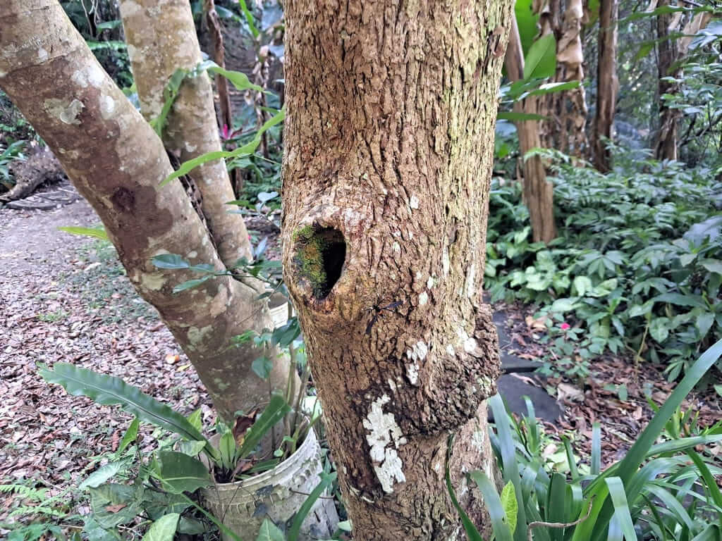 百吉林蔭步道的圖片：第24張照片