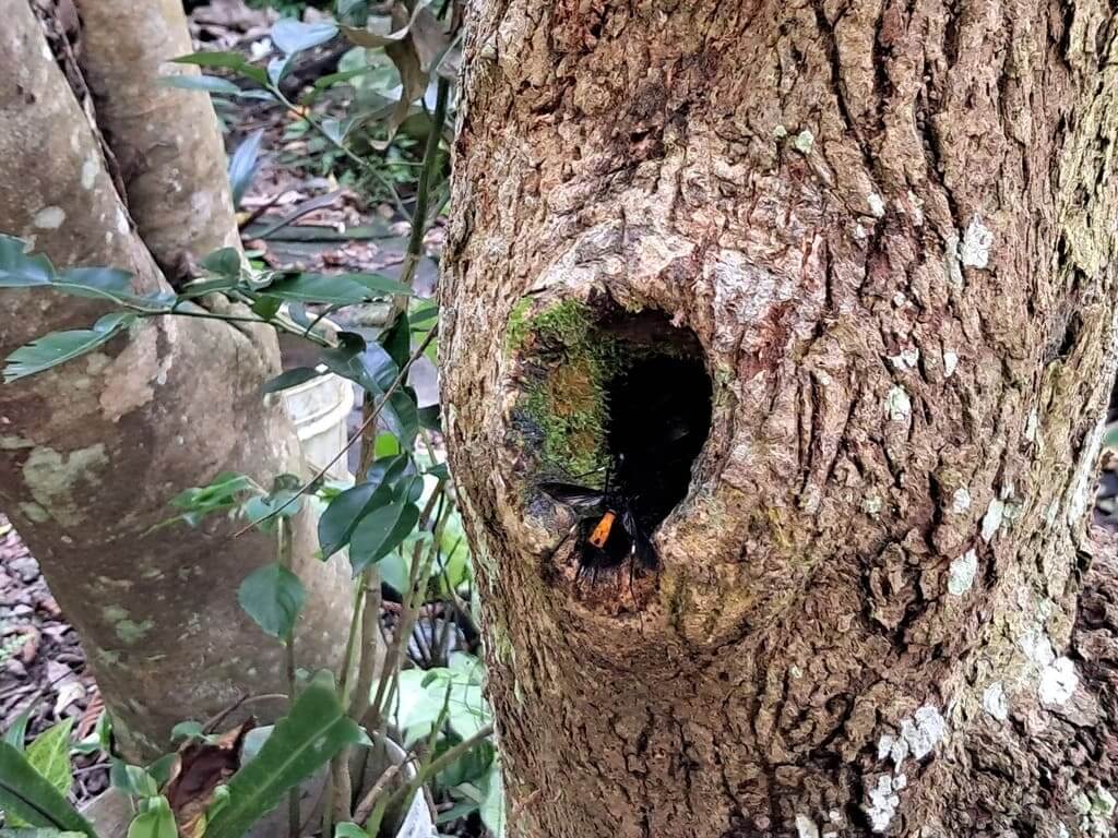 百吉林蔭步道的圖片：第25張照片