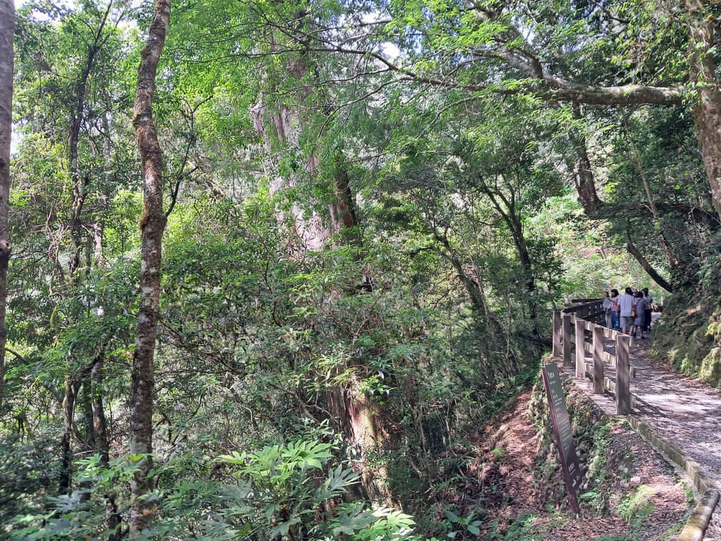 拉拉山國家森林遊樂區的圖片：第7張照片