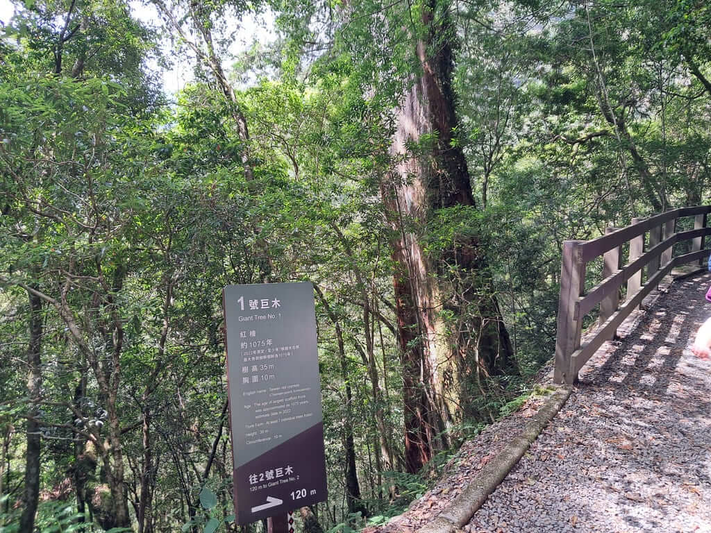 拉拉山國家森林遊樂區的圖片：第8張照片