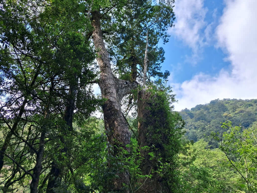 拉拉山國家森林遊樂區的圖片：第12張照片
