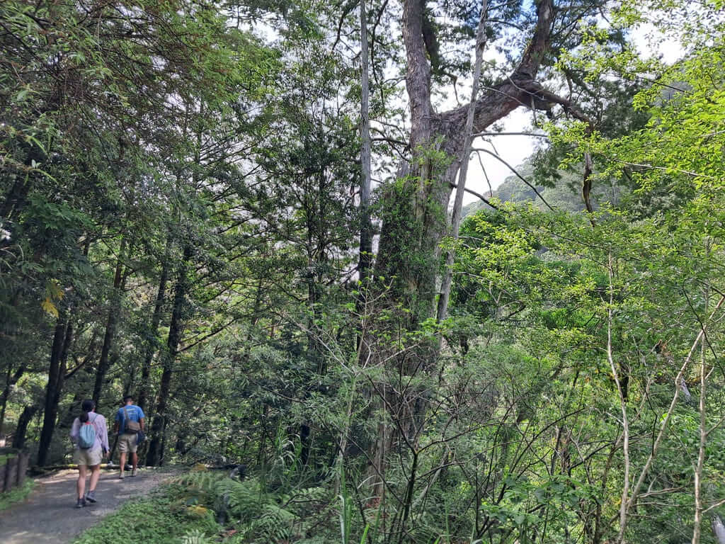 拉拉山國家森林遊樂區的圖片：第13張照片