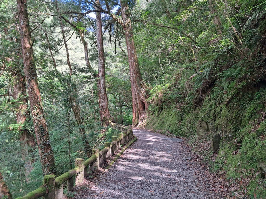 拉拉山國家森林遊樂區的圖片：第14張照片