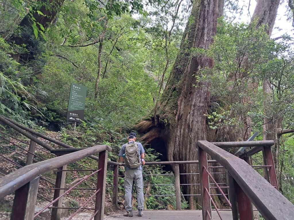 拉拉山國家森林遊樂區的圖片：第21張照片