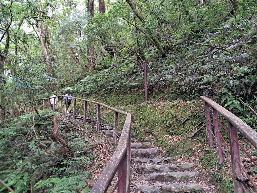 拉拉山國家森林遊樂區的圖片：第22張照片