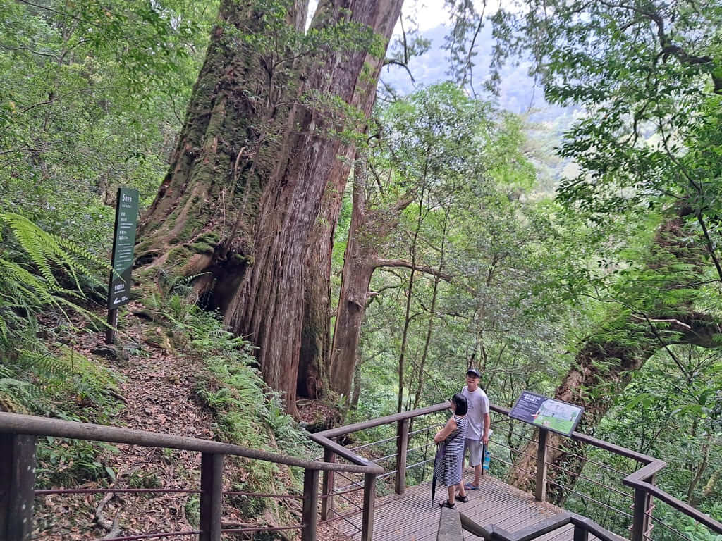 拉拉山國家森林遊樂區的圖片：第23張照片