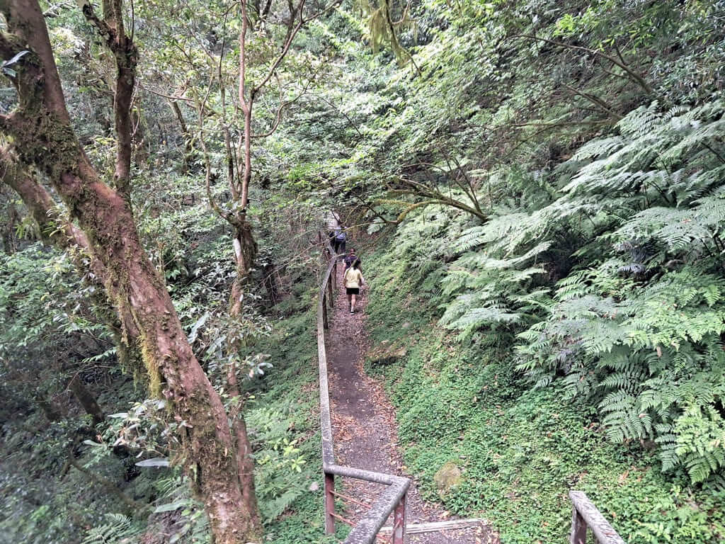 拉拉山國家森林遊樂區的圖片：第25張照片