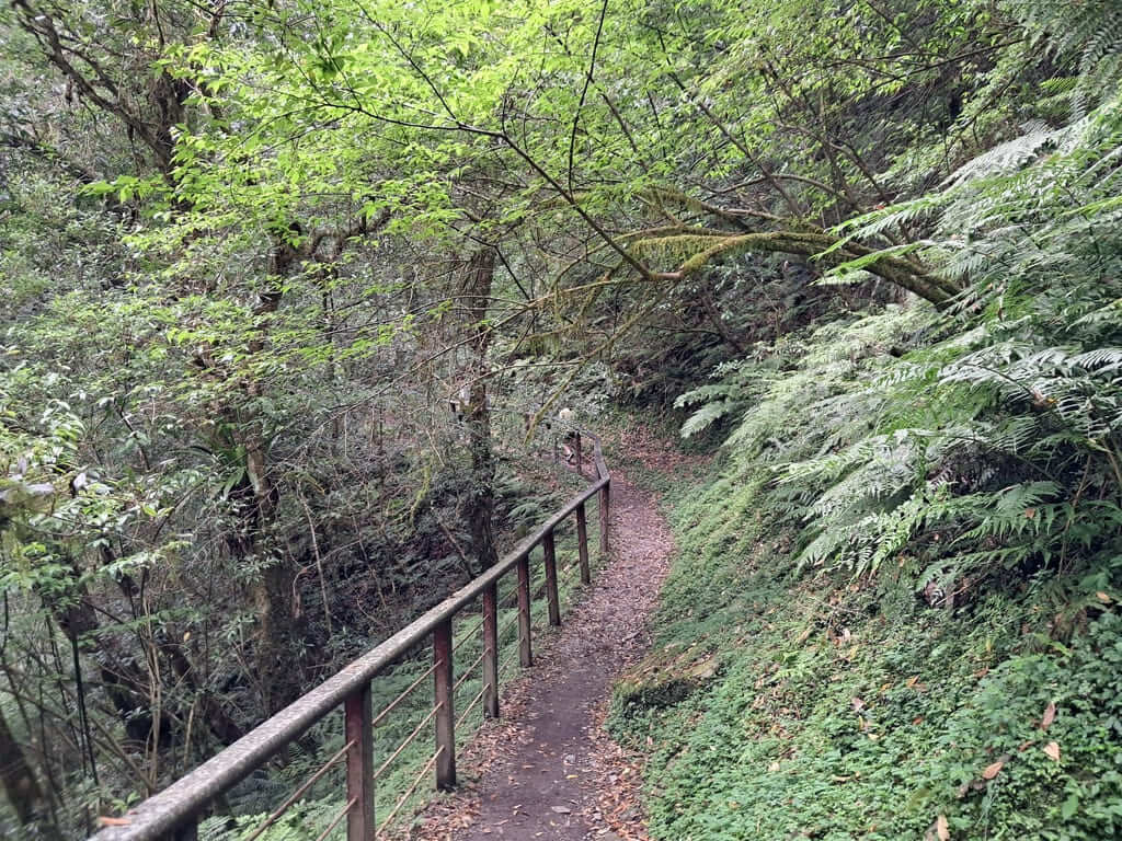 拉拉山國家森林遊樂區的圖片：第26張照片