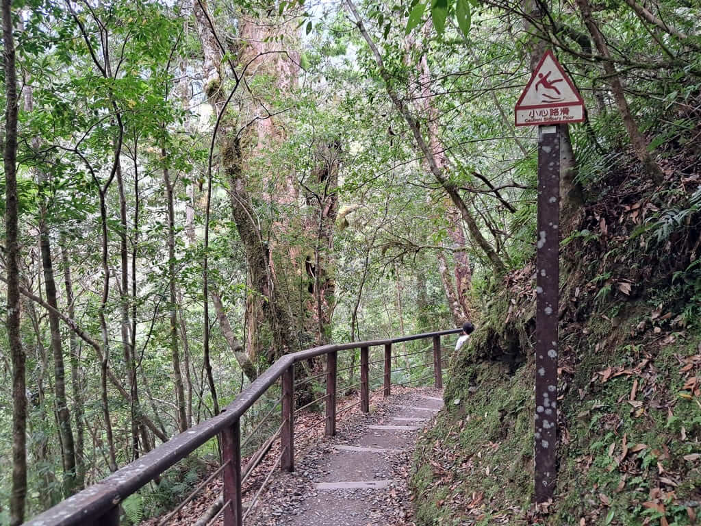 拉拉山國家森林遊樂區的圖片：第27張照片