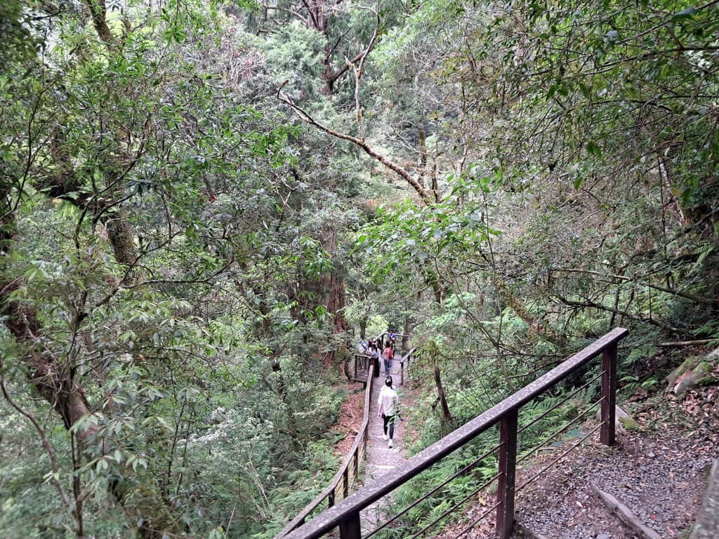 拉拉山國家森林遊樂區的圖片：第29張照片