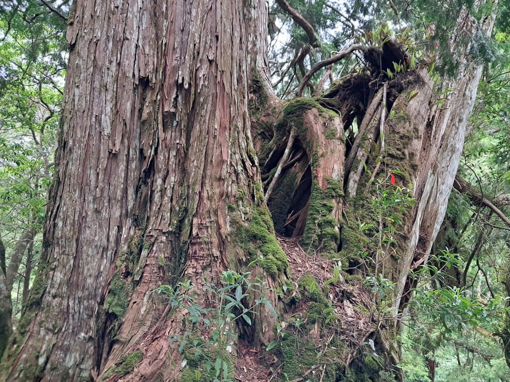 拉拉山國家森林遊樂區的圖片：第30張照片