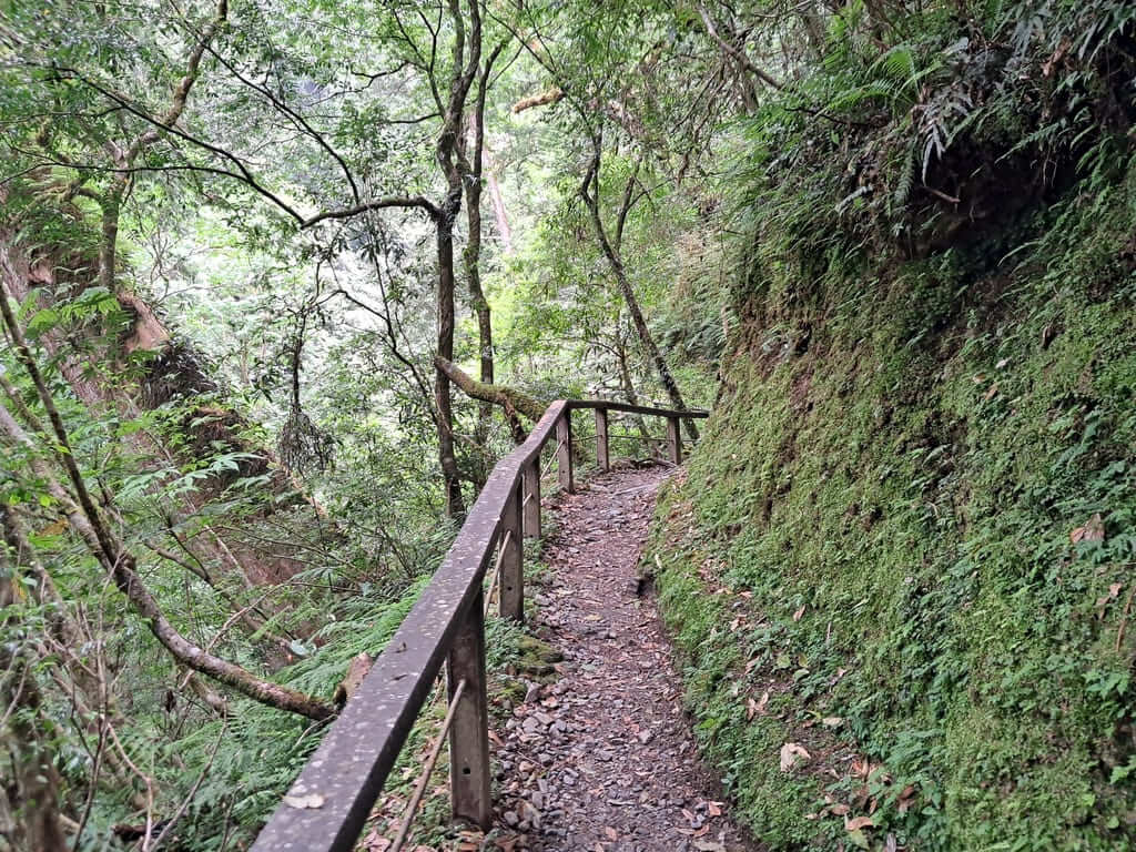 拉拉山國家森林遊樂區的圖片：第31張照片
