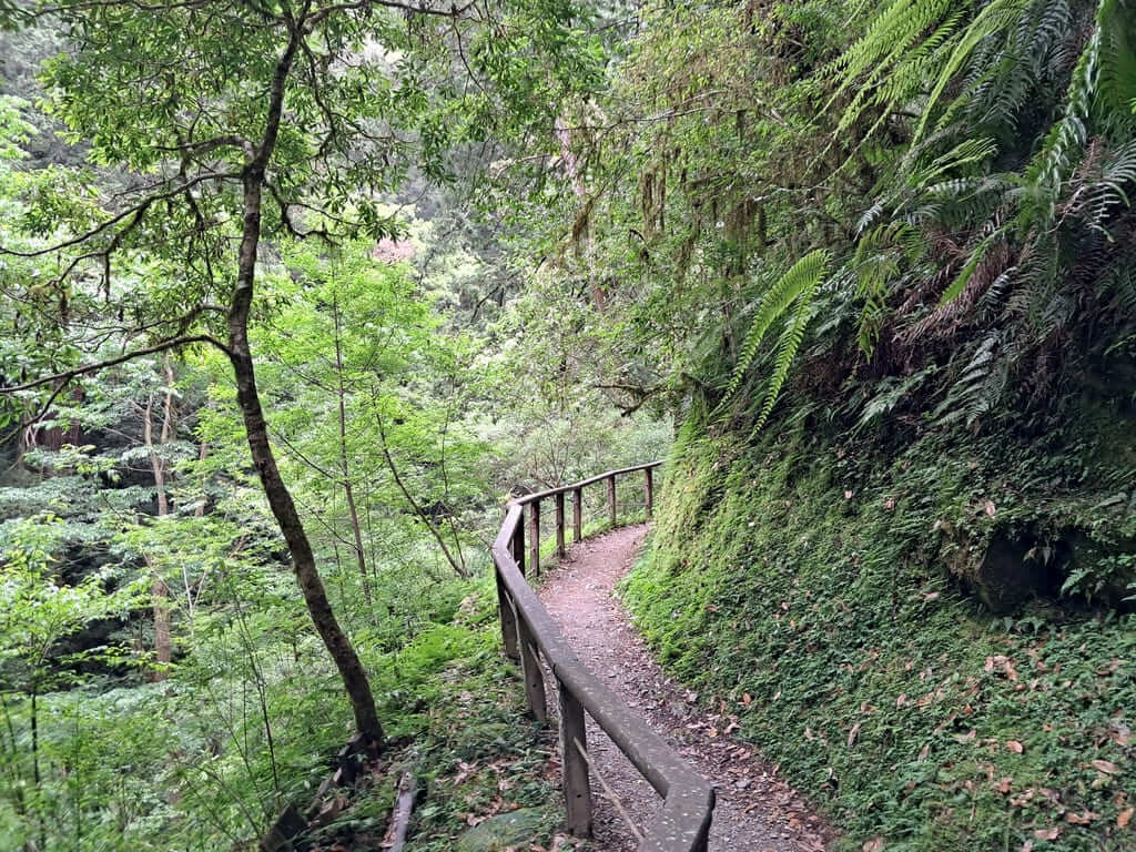 拉拉山國家森林遊樂區的圖片：第32張照片