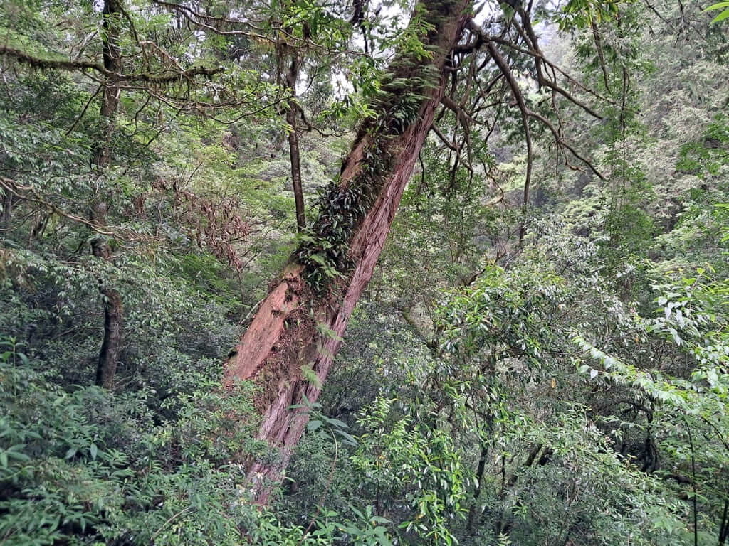 拉拉山國家森林遊樂區的圖片：第33張照片