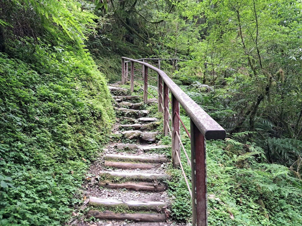 拉拉山國家森林遊樂區的圖片：第34張照片