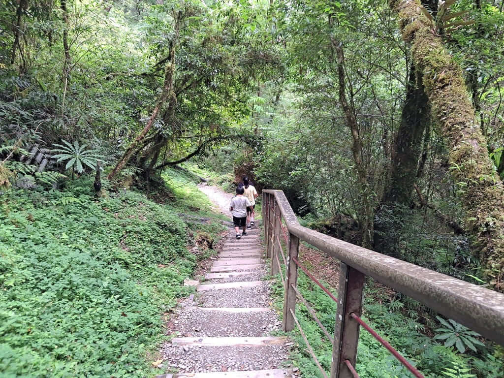 拉拉山國家森林遊樂區的圖片：第35張照片