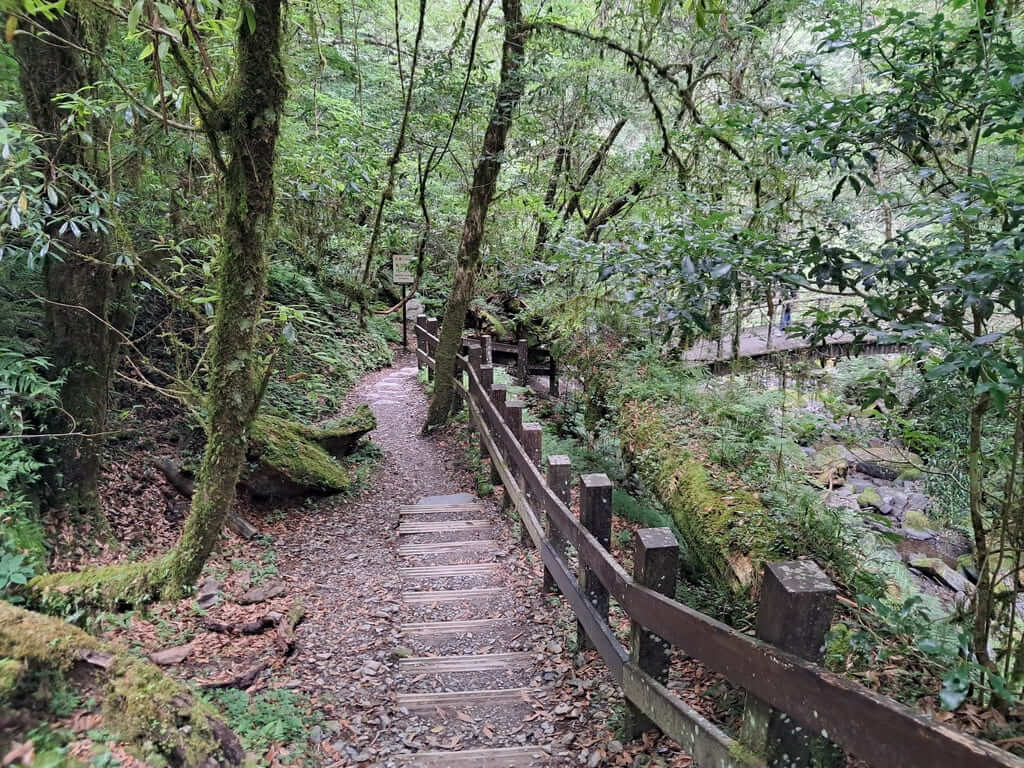 拉拉山國家森林遊樂區的圖片：第36張照片