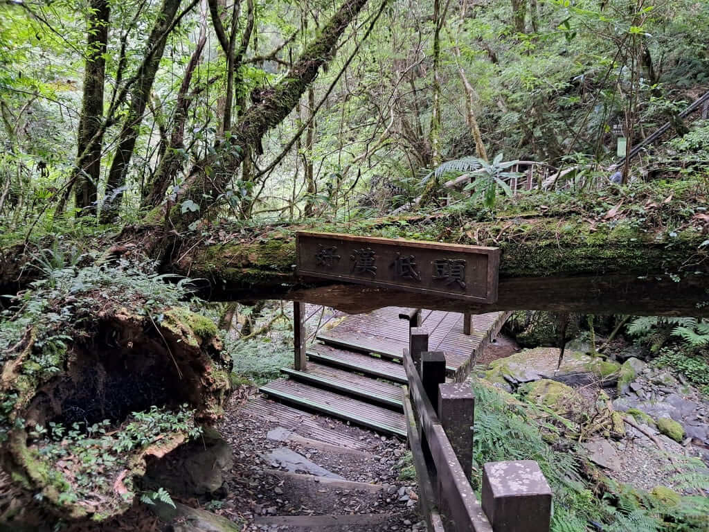 拉拉山國家森林遊樂區的圖片：第37張照片