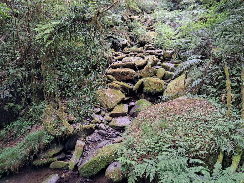 拉拉山國家森林遊樂區的圖片：第38張照片