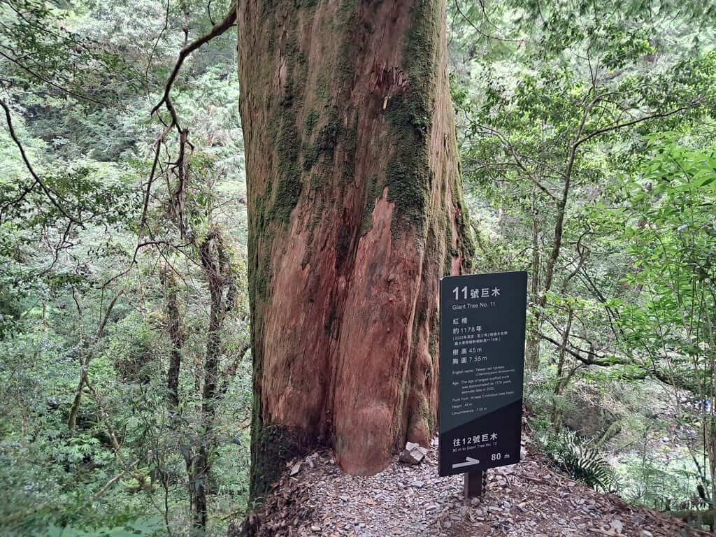 拉拉山國家森林遊樂區的圖片：第39張照片