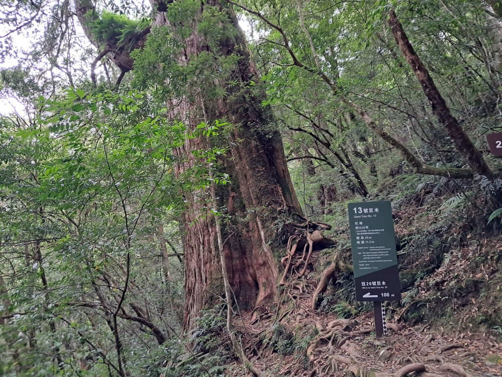 拉拉山國家森林遊樂區的圖片：第40張照片