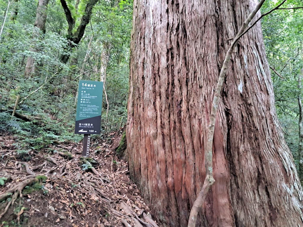 拉拉山國家森林遊樂區的圖片：第41張照片