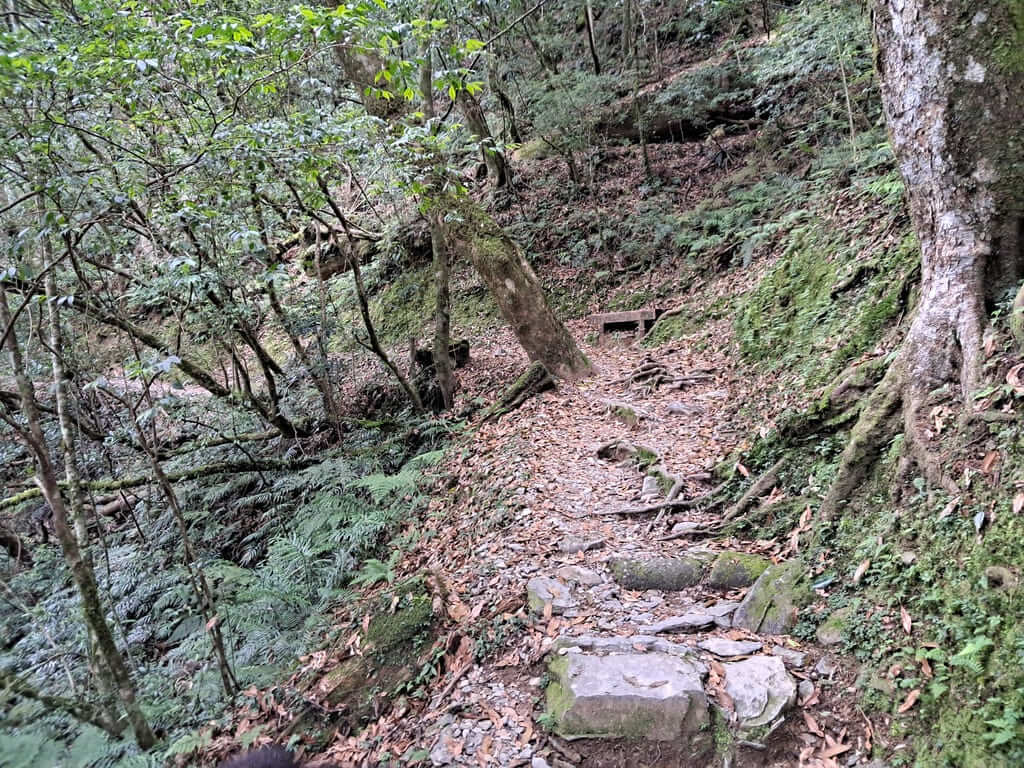 拉拉山國家森林遊樂區的圖片：第42張照片