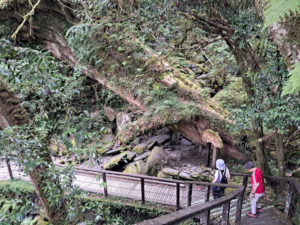 拉拉山國家森林遊樂區的圖片：第43張照片