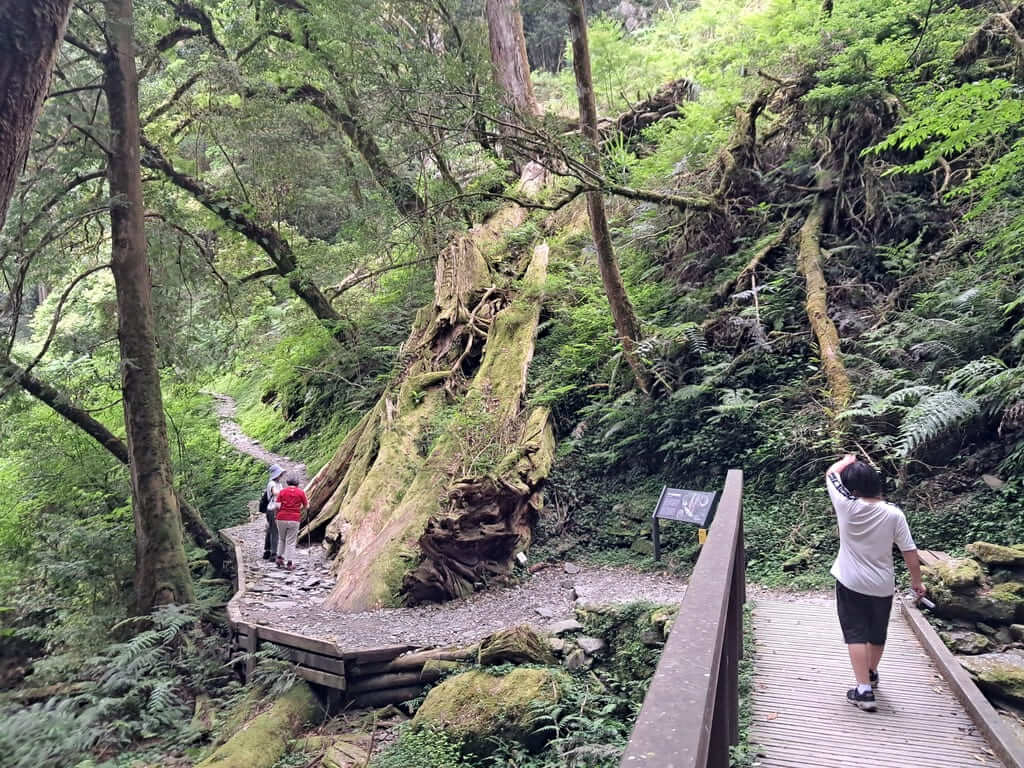 拉拉山國家森林遊樂區的圖片：第44張照片