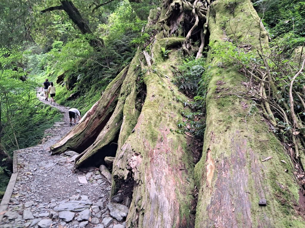 拉拉山國家森林遊樂區的圖片：第46張照片