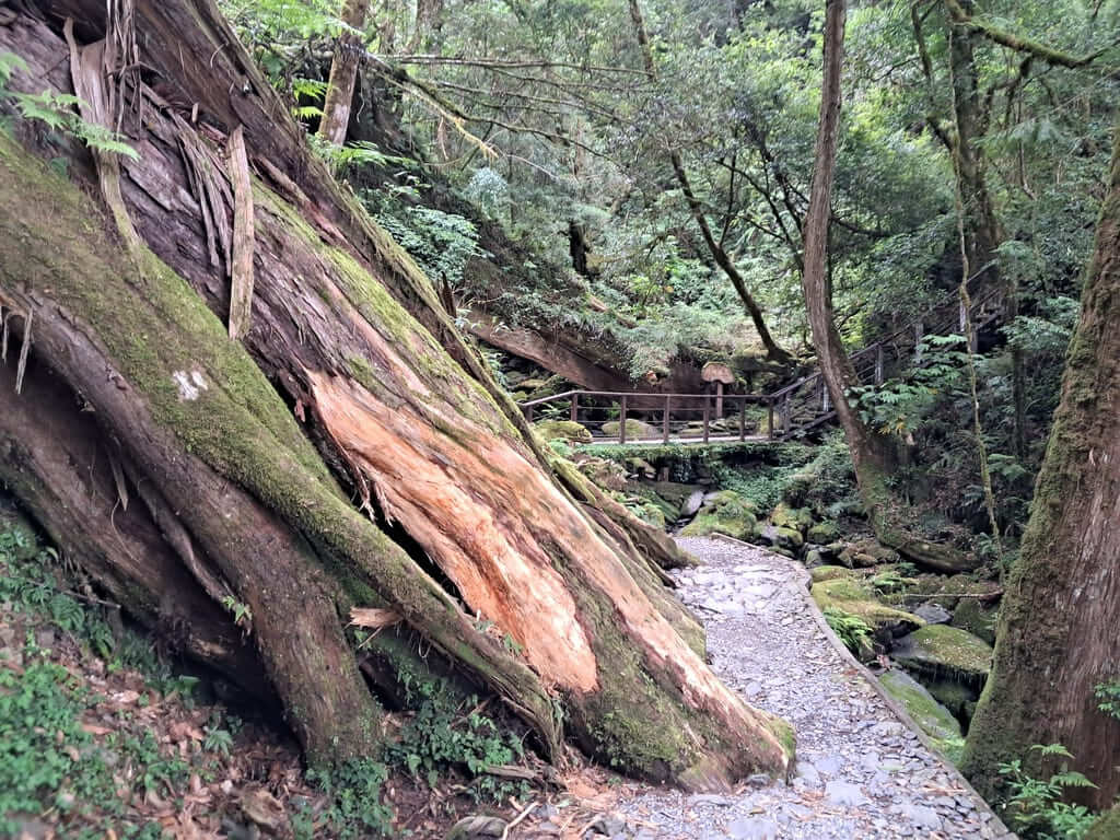 拉拉山國家森林遊樂區的圖片：第47張照片