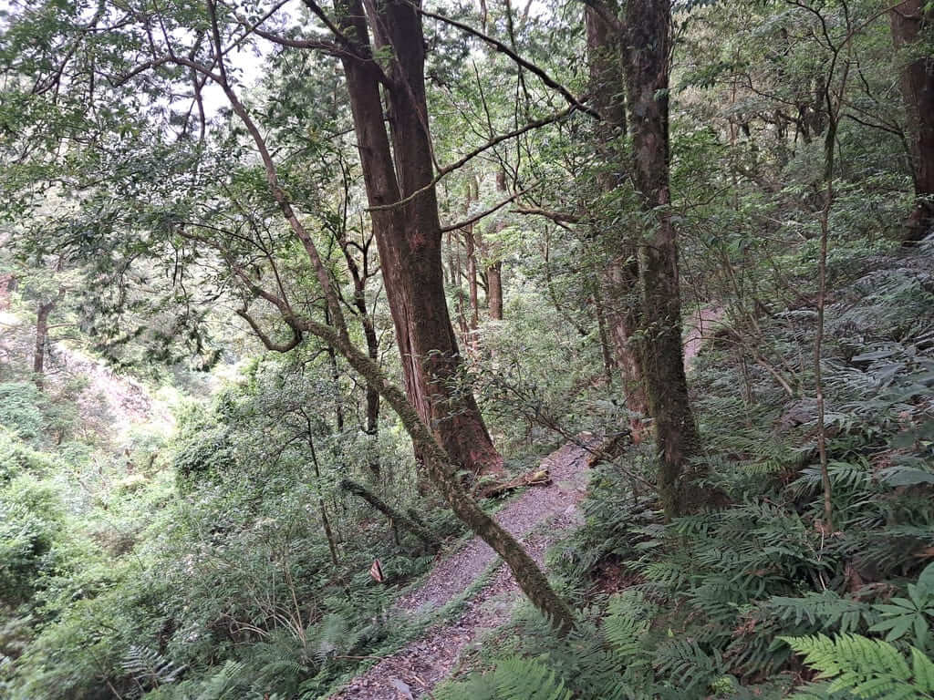 拉拉山國家森林遊樂區的圖片：第48張照片