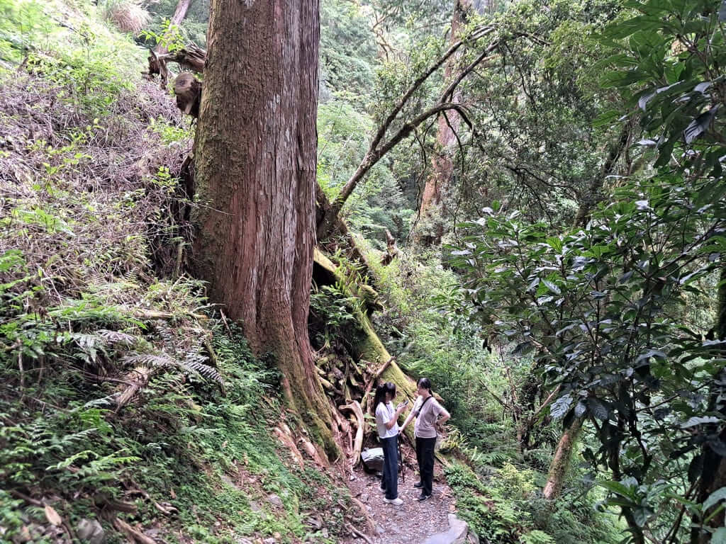 拉拉山國家森林遊樂區的圖片：第49張照片