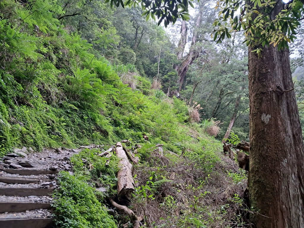 拉拉山國家森林遊樂區的圖片：第50張照片