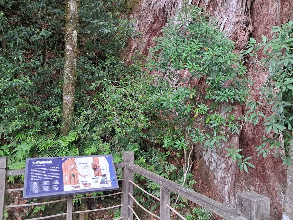 拉拉山國家森林遊樂區的圖片：第51張照片