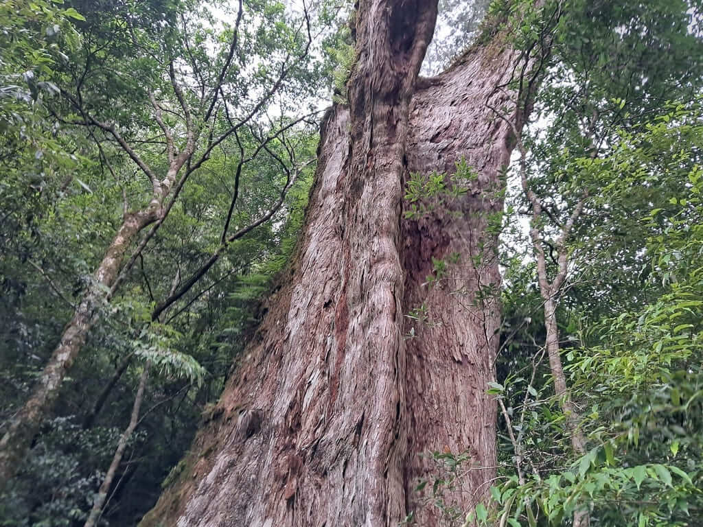 拉拉山國家森林遊樂區的圖片：第52張照片