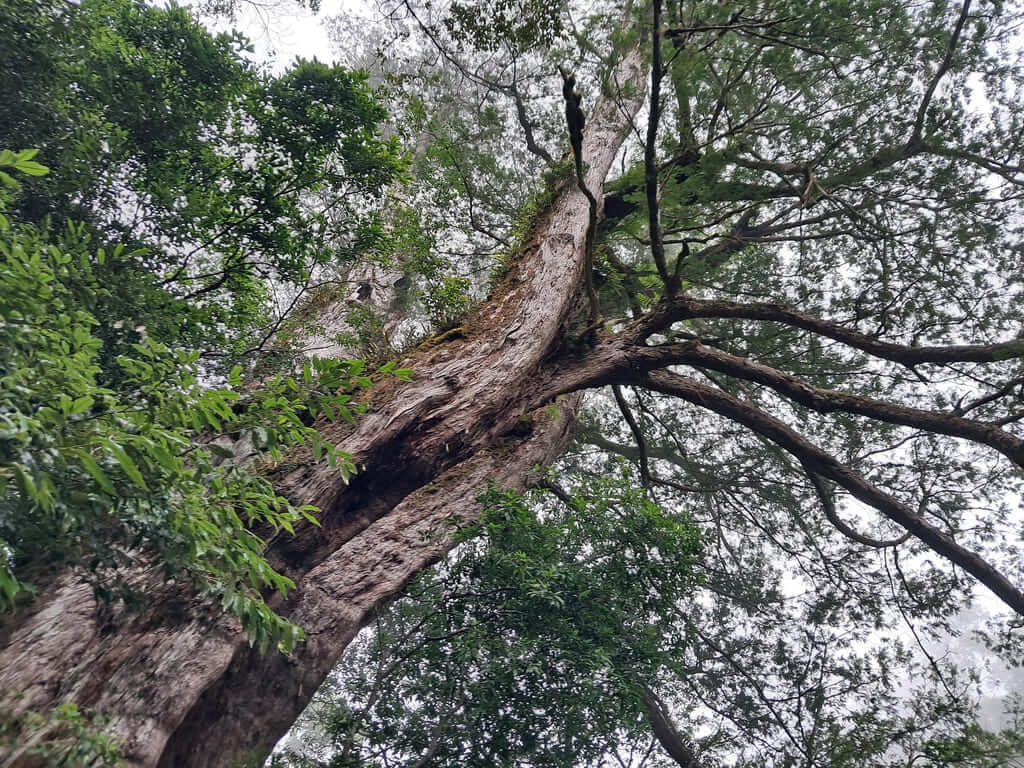 拉拉山國家森林遊樂區的圖片：第53張照片