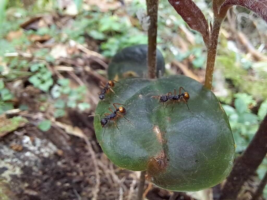 拉拉山國家森林遊樂區的圖片：第55張照片