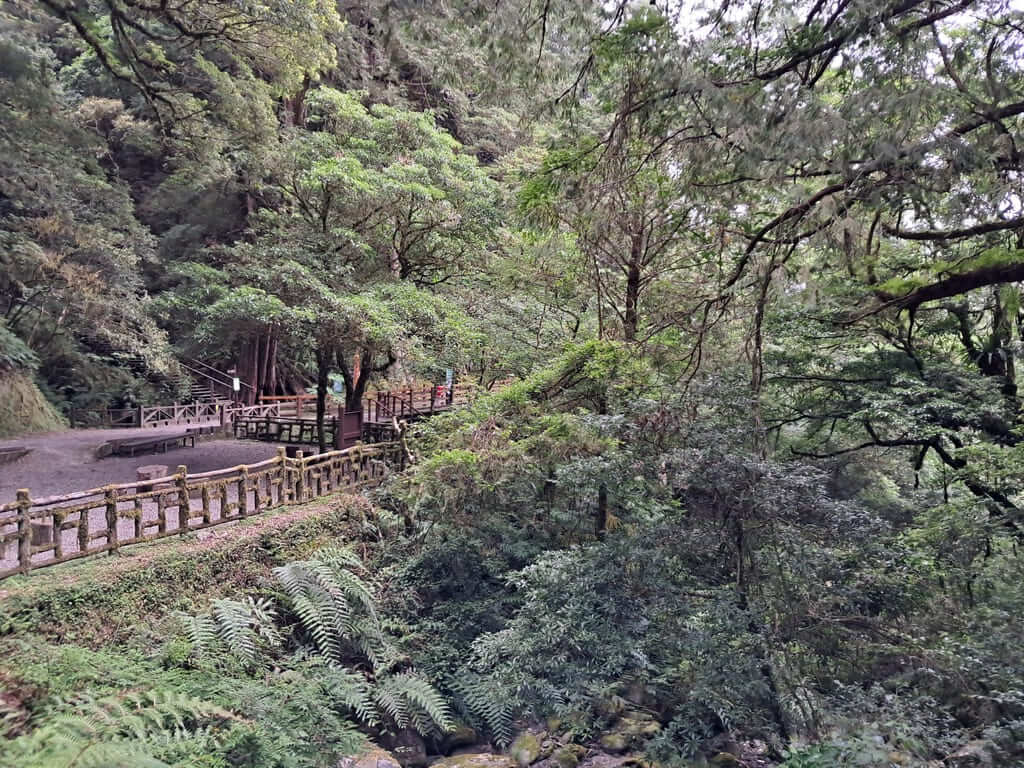 拉拉山國家森林遊樂區的圖片：第56張照片